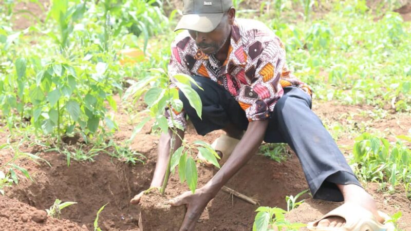 Minisitiri w’Ibidukikije Dr Uwamariya Valentine yasabye Abanyarwanda bose gutera ibiti by’imbuto