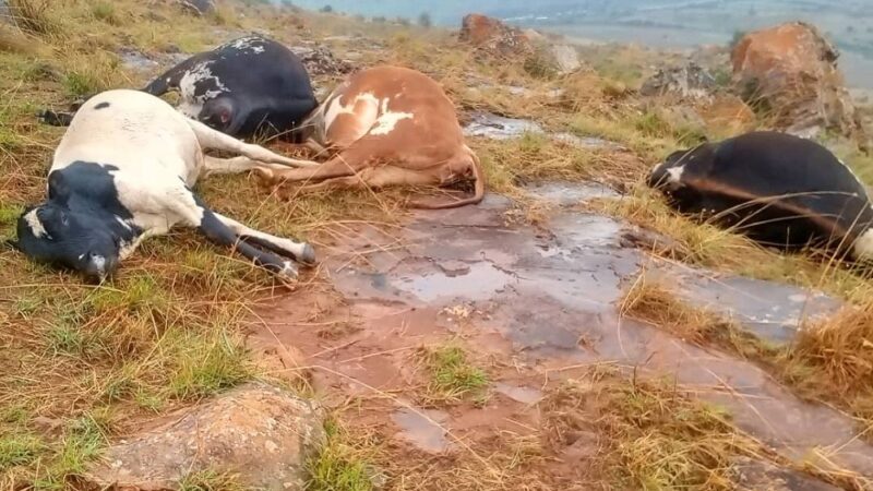 Inkuba yishe umuntu umwe n’amatungo 24 i Kirehe