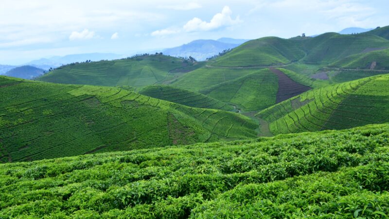 Ubuhinzi bw’icyayi mu Rwanda kimenyereweho ubuziranege