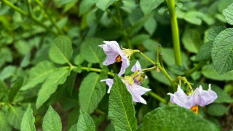 Biotech Crops: A Sustainable Solution to Rwanda’s Food Security Challenge